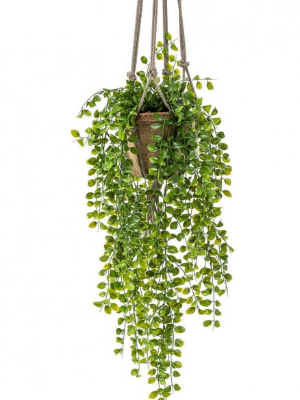 Hanging plants Archieven - Emerald Eternal Green